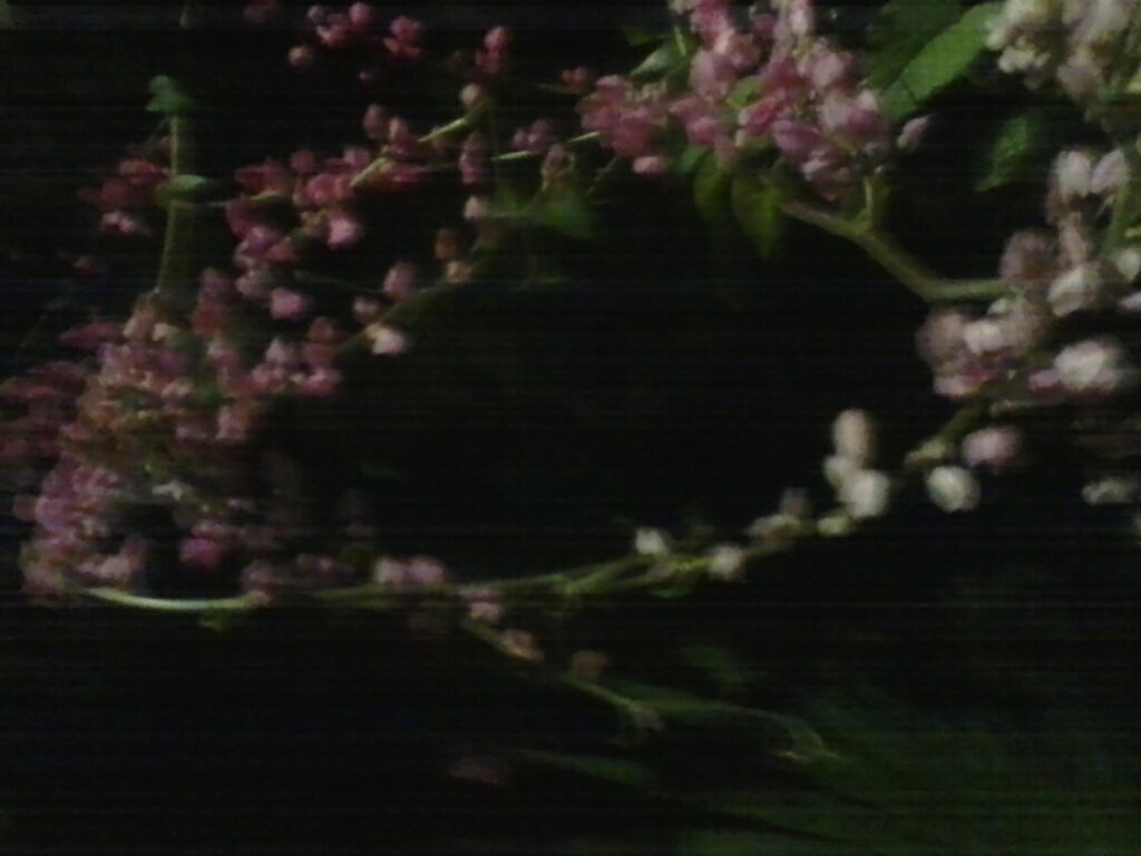 Photograph by William Greenfield from series STILLS