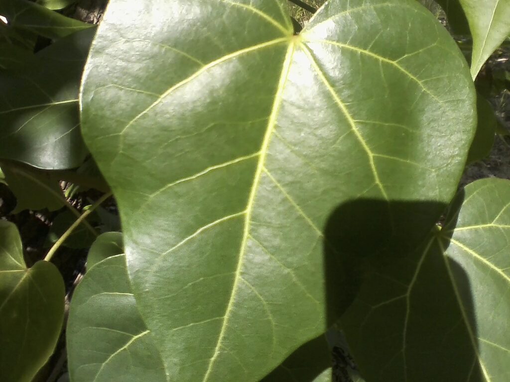 Photograph by William Greenfield from series STILLS